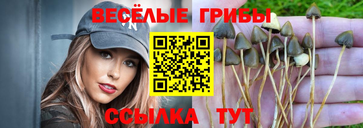 Галлюциногенные грибы прущие грибы  Галлюциногенные грибы MAGIC MUSHROOMS  Торжок 
